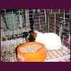 Guinnie Pig Elvis 01.jpg